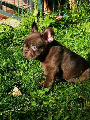 Traumhafte Schoko Welpen Französische Bulldoggen 