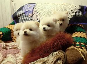 Pomeranian-Welpen