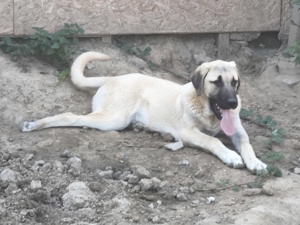 kangal Welpen xxxl  noch 1 Rüde