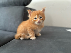 Maine Coon Mix Kitten