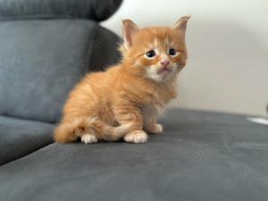 Maine Coon Mix Kitten