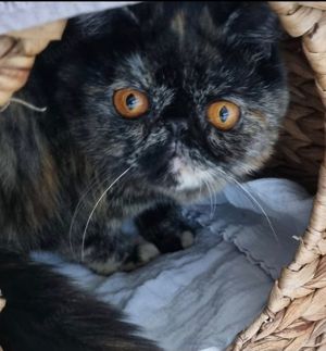 Wunderschönes black-tortie Mädchen sucht neues liebevolles Zuhause !!!!!