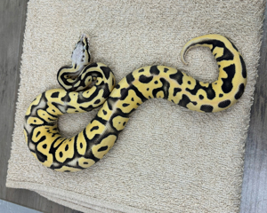 (S)Pastel(Fire)Leopard Desert Ghost