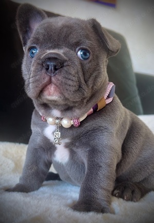 Französische Bulldogge Mädchen lilac