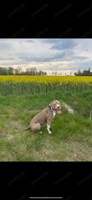 American Bully Xl