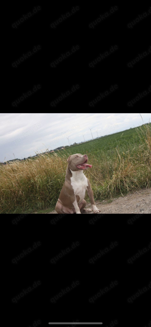 American Bully Xl