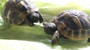 Griechische Landschildkrötenbabies NZ 2024