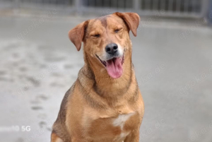 Ich bin BALU    und ich sehne nach einem eigenen Zuhause Bild 2