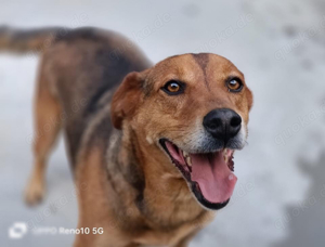 Ich bin BALU    und ich sehne nach einem eigenen Zuhause Bild 4