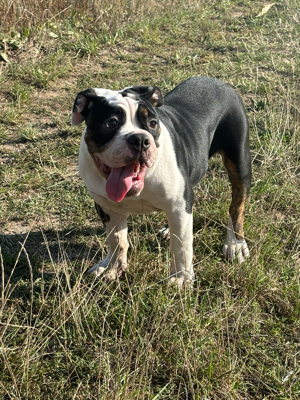 old englische bulldogge 