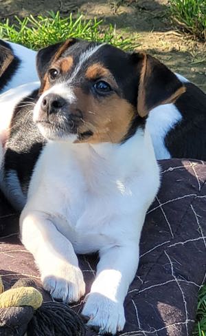 Jack Russell Terrier Welpen 