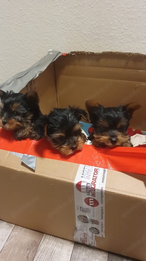 Yorkshire Terrier Welpen