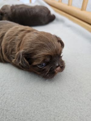 Reinrassige Shih Tzu Mädchen 