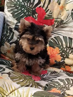 Yorkshire Terrier Welpen