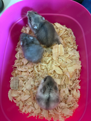 hamster babys 