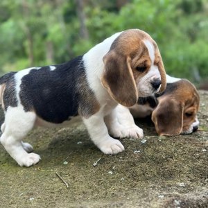 Zu verkaufen: Wunderschöne Beagle Welpen verfügbar  