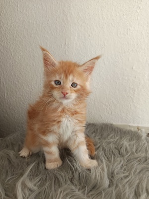 Maine Coon kitten Kater 