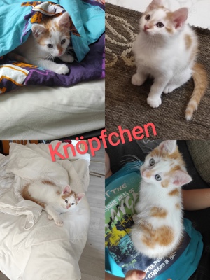 Süße Katzenkinder