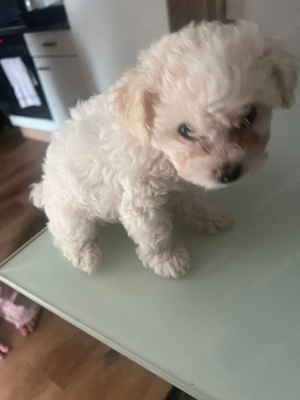 Bichon malteser zu verkaufen 