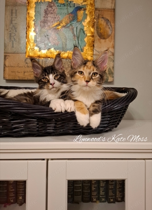 Wunderschönes reinrassiges Maine Coon Baby Mädchen 