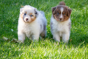 Traumhafte Australian Shepherd Welpen