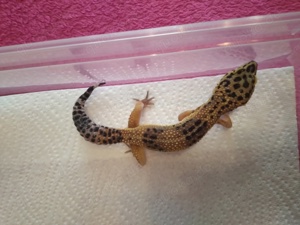 Leopardgecko 