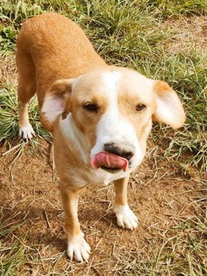 Noch Namenlos (ca. 3 Jahre) lebt im Tierheim in Bosnien und sucht ein Zuhause