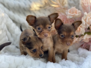 Miniature Toy terrier Welpen, wie ein yorkie, Toy poodle