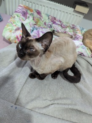 Devon Rex Kater