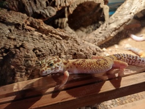 leopardgeckos 