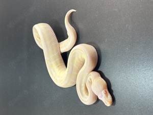 Albino Mojave GHI Pos het Pied Königspython 1.0