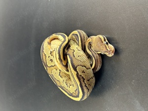 Bongo Yellow Belly Orange Dream Mojave het Pied Königspython 1.0