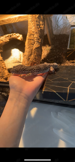 leopardgecko + zubehör und terra 