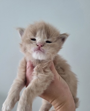 Wunderschöne Maine Coon Kitten