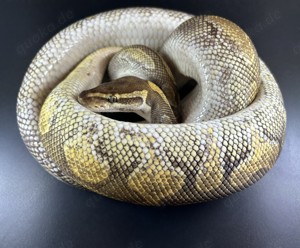 Enchi Lesser het Pied 2,3Kg Königspython 0.1