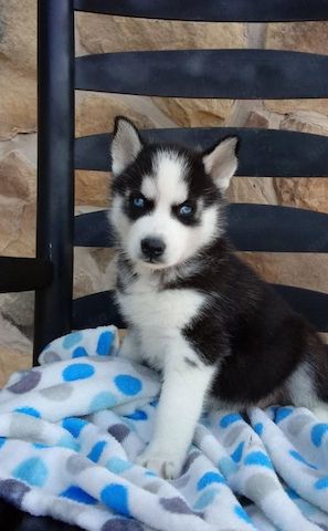 Schöne Siberian Husky Welpen mit papieren