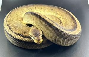 Pastel Genetic Stripe Adult 2,5 Kg Königspython 0.1