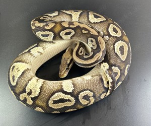 Orbit Pastel Mojave Adult Königspython 1.0