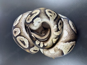 Orbit Pastel Mojave Adult Königspython 1.0 Bild 6