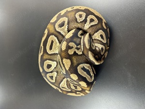 Orbit Pastel Mojave Adult Königspython 1.0 Bild 5