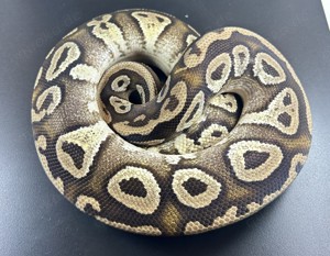 Orbit Pastel Mojave Adult Königspython 1.0 Bild 3