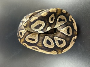 Orbit Pastel Mojave Adult Königspython 1.0 Bild 4