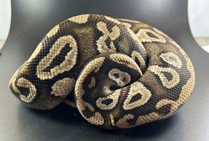 Orbit Pastel Mojave Adult Königspython 1.0 Bild 2