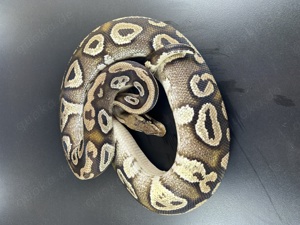 Orbit Pastel Mojave Adult Königspython 1.0 Bild 7