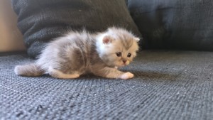 Bkh kitten Weibchen 