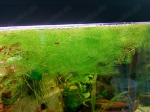 Hornkraut Wasserpflanze Aquarium Teich Biofilter