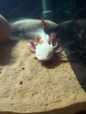 Axolotl 