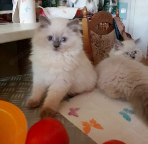 Ragdoll Kater Ragdoll Kitten Ragdoll Baby Katze 