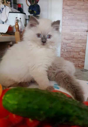 Ragdoll Kater Ragdoll Kitten Ragdoll Baby Katze