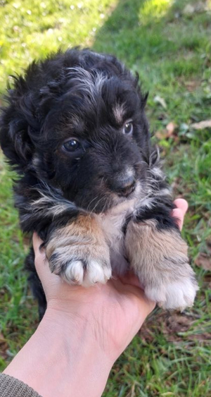 Maltipoo Hündin 